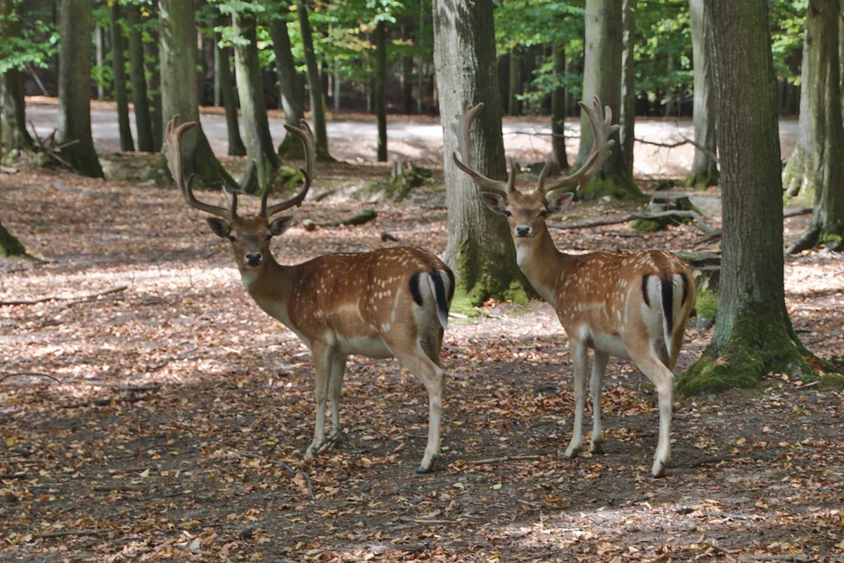 Guide to Holedná Observation Tower Hike in Brno