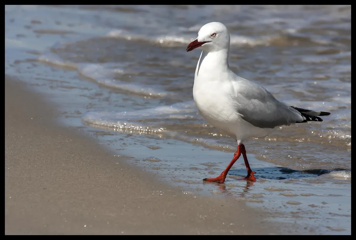 Walking up to Petrov Cathedral: A Step-by-Step Guide