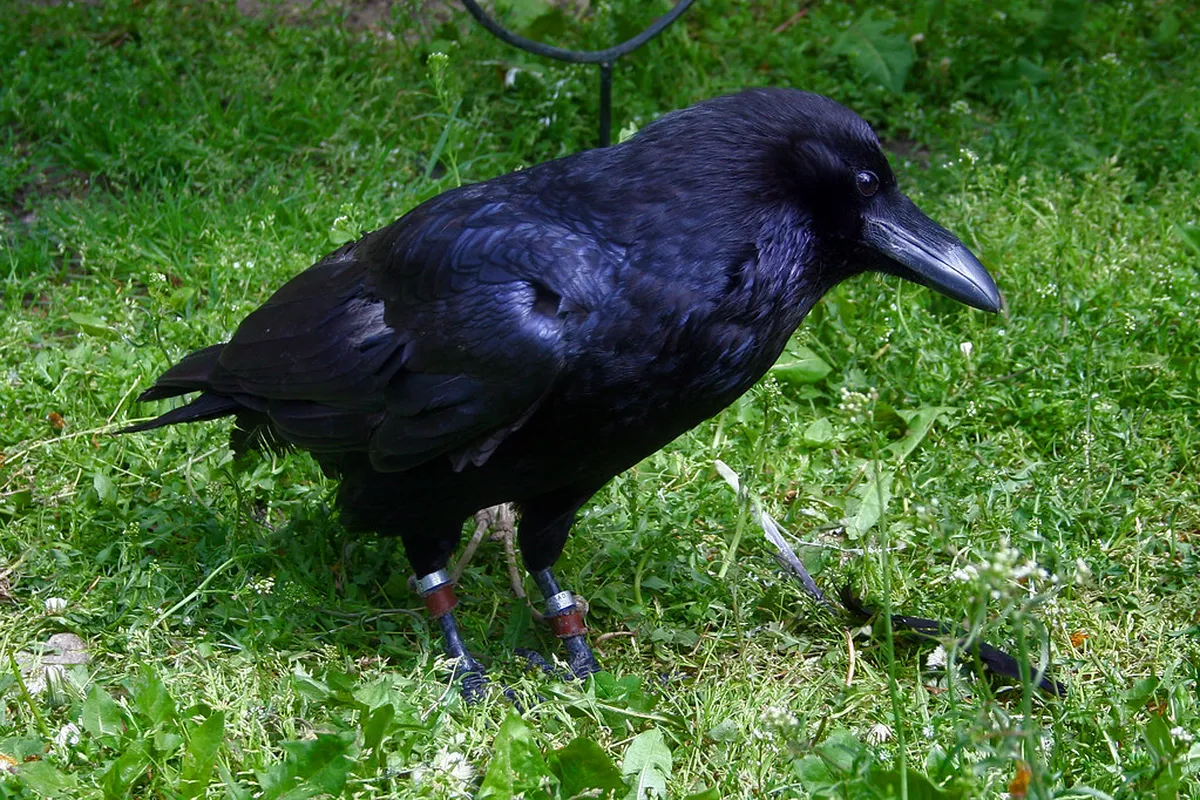 Krkavec Observation Tower Scenic Route Guide