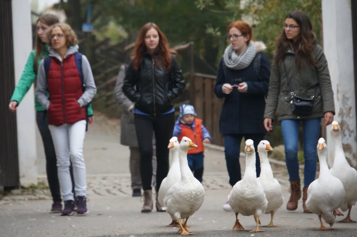 10 Best Things to Do at Plzeň Zoo and DinoPark